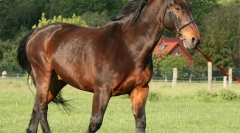 Латвиски коњ